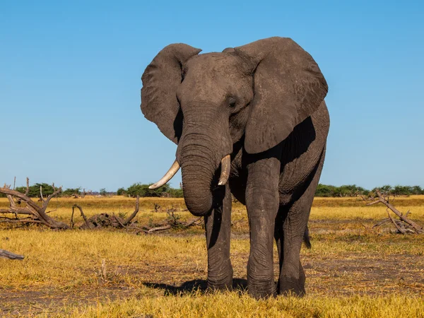 Elephant — Stock Photo, Image