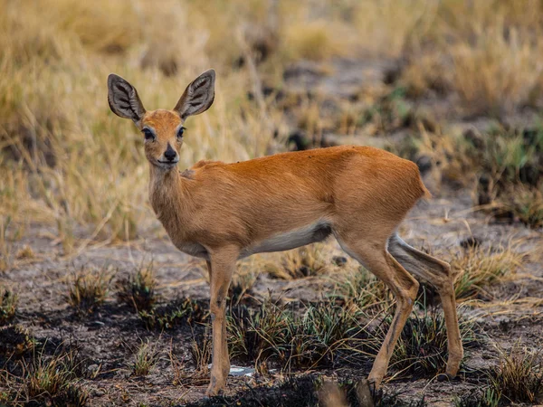 Kirks dikdik (madoqua kirkii) — Stockfoto