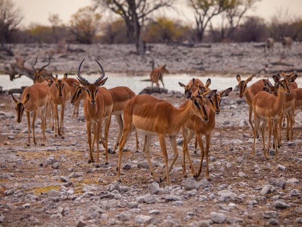Stado impala — Zdjęcie stockowe