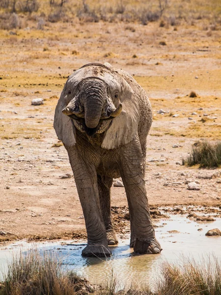 Elefante assetato — Foto Stock