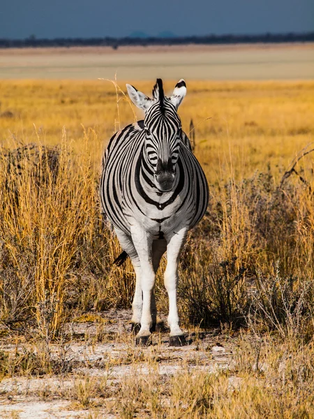 Vista frontal da zebra — Fotografia de Stock