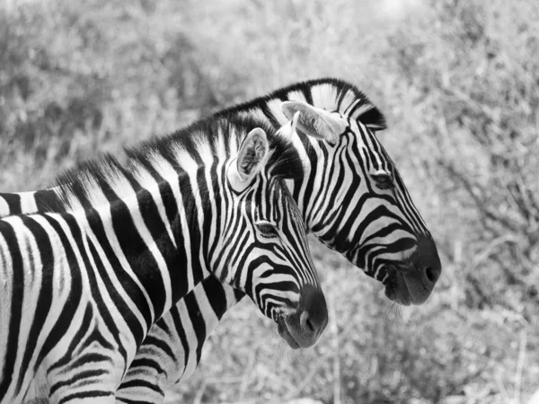 Пара зебр — стоковое фото