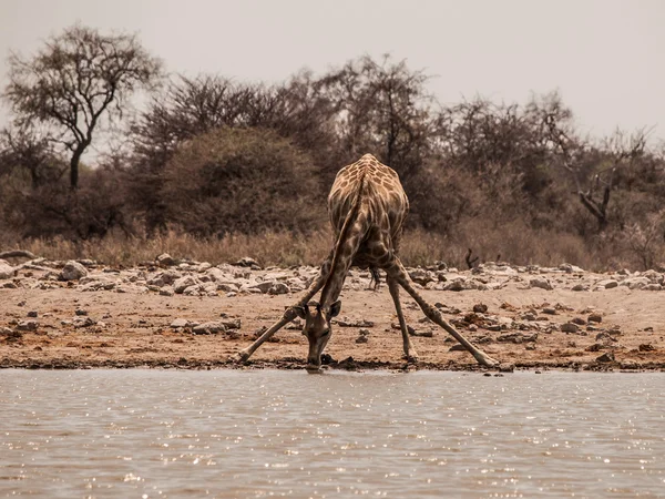 Girafa sedenta bebendo do buraco da água — Fotografia de Stock