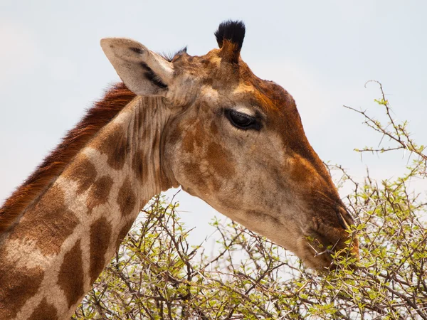 Eten giraffe portret — Stockfoto