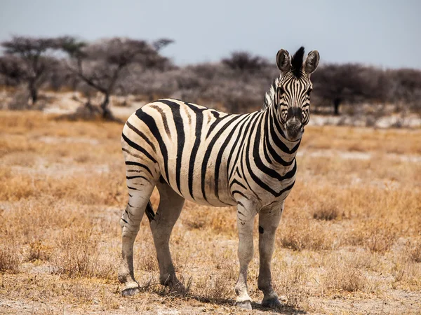 Bela Zebra — Fotografia de Stock