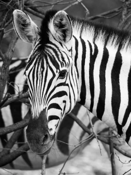 Portret Zebra czarno-białe — Zdjęcie stockowe
