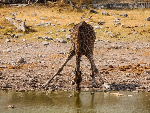 Thirsty giraffe drinking from waterhole — Stock Photo, Image