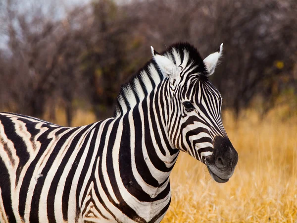 Piękne zebry — Zdjęcie stockowe