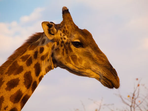 Giraffe portret — Stockfoto