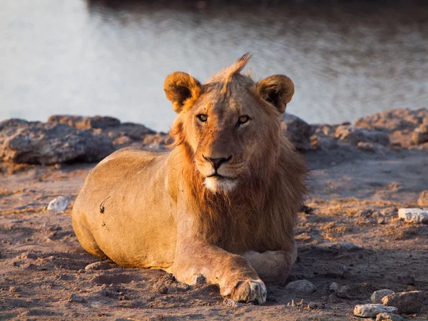 Lion having a rest — Stock Photo, Image