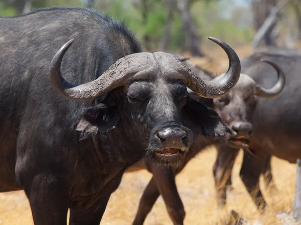 Kızgın bizon — Stok fotoğraf