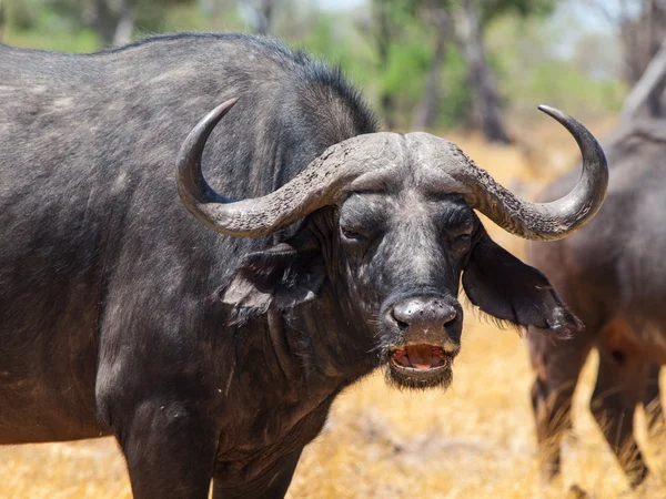 Angry buffalo — Stock Photo, Image