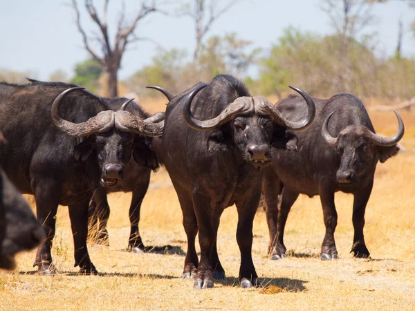 Buffalos uyarısı — Stok fotoğraf