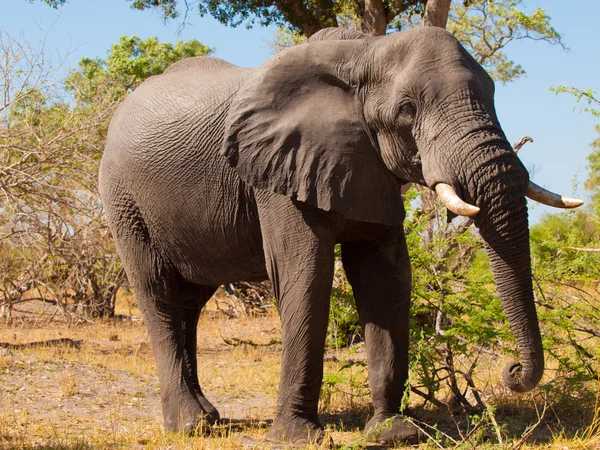 Elephant — Stock Photo, Image