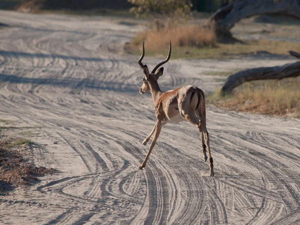 Lopende impala — Stockfoto