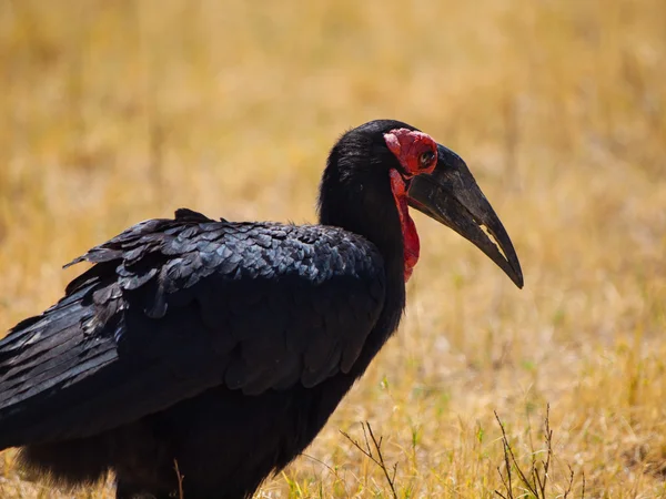 Erdhornvogel — Stockfoto