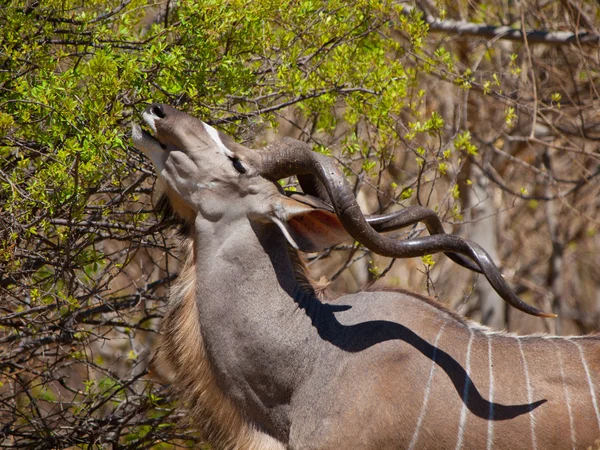 Kudu antilop yeme — Stok fotoğraf