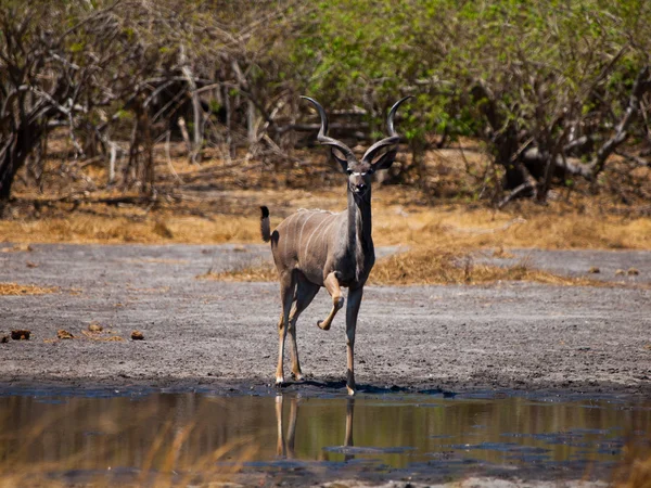 Kudu antilope — Stockfoto