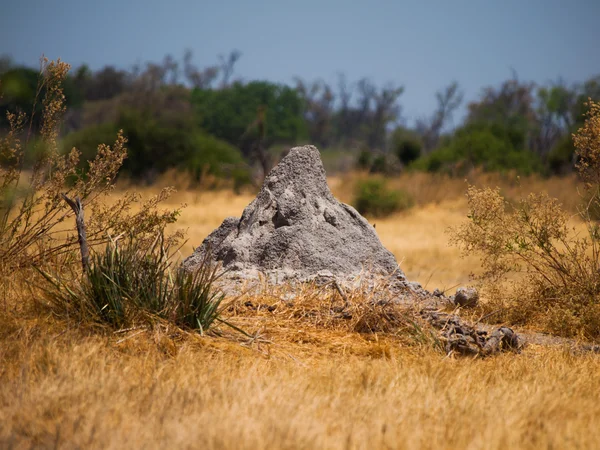 Colina de termitas en la región de Okavango —  Fotos de Stock