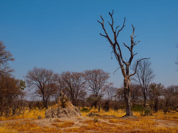 Termitišti v oblasti okavango — Stock fotografie