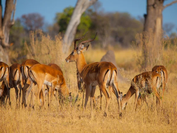 Stado impala — Zdjęcie stockowe