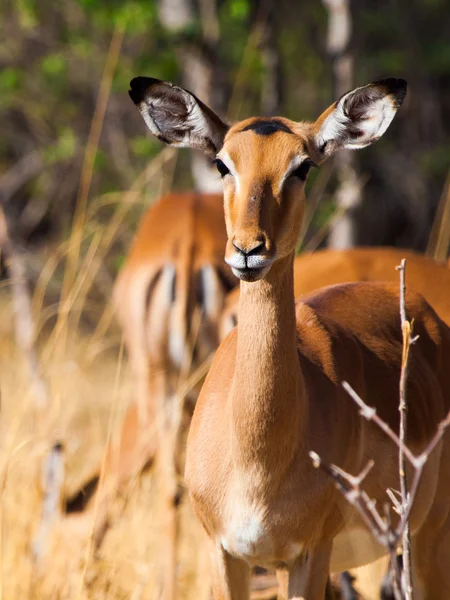 Jonge vrouwelijke impala — Stockfoto