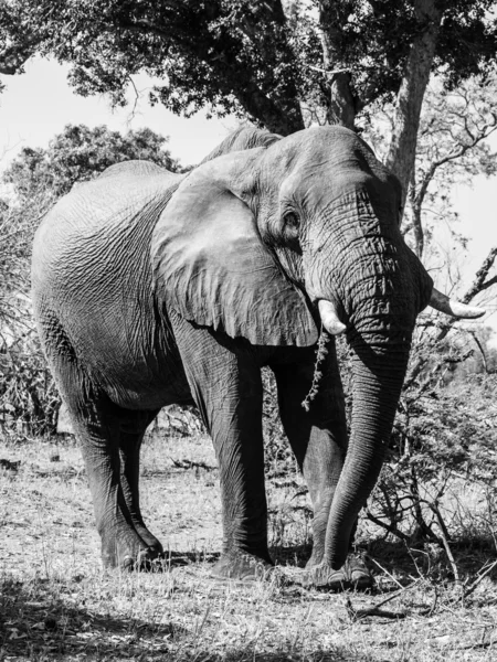 Elefante africano in piedi — Foto Stock
