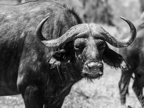 Boze buffel — Stockfoto