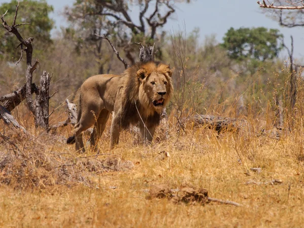 Lion's lopen — Stockfoto