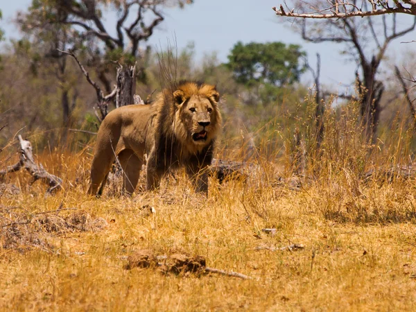 Lion's lopen — Stockfoto