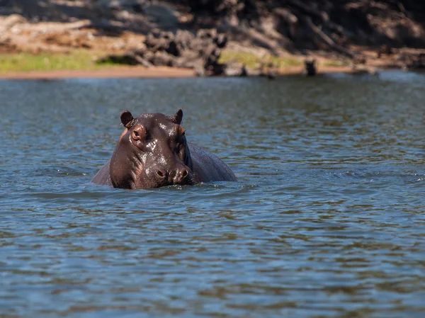 Hidden hippo