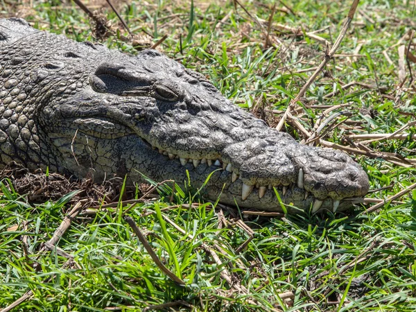 Head of african crocodile — Stock Photo, Image