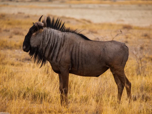 蓝羚 （gnu) — 图库照片