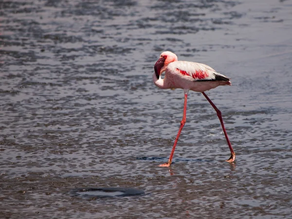 Lesser flamingo walks in shallow water — Stock Photo, Image