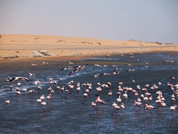 Flock of flamingos in Walvis Bay — Stock Photo, Image