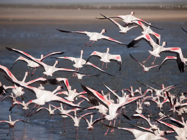 Flamingos are flying away — Stock Photo, Image