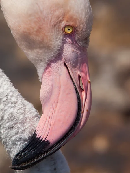 Flamingo head detail — Stock Photo, Image