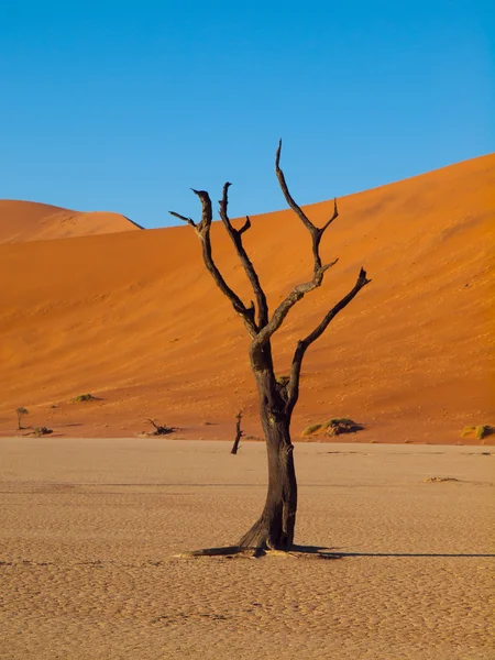Sossusvlei 죽은 나무 — 스톡 사진