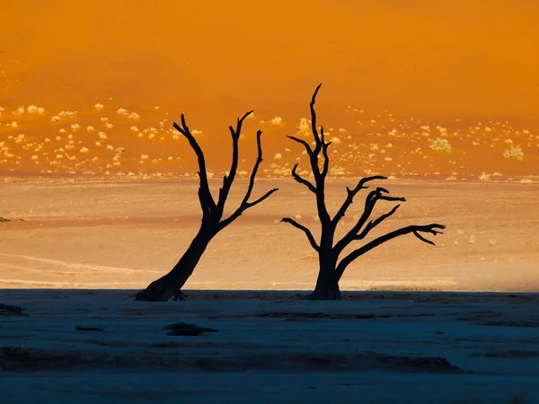 Martwych drzew w susza — Zdjęcie stockowe