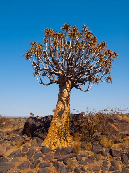 Aloe (toulec) strom v kokerboom lese — Stock fotografie