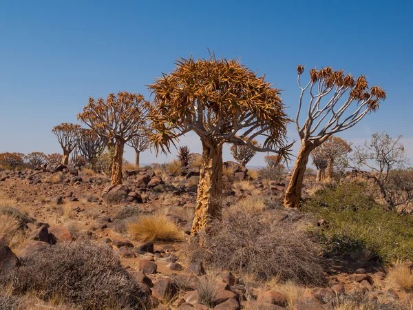 Kokerboom Wald mit Aloe (Köcher-) Bäumen — Stockfoto