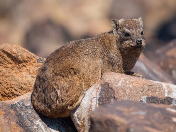 Dassie rat (Petromus typicus) — Stock Photo, Image