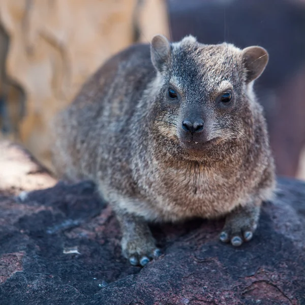 Dassie 大鼠 （petromus typicus) — 图库照片