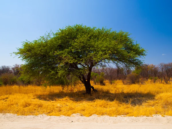 Typiska afrikanska acacia träd — Stockfoto