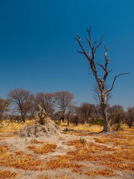 Termitišti v oblasti okavango — Stock fotografie