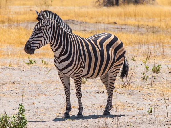 Wunderschönes Zebra — Stockfoto