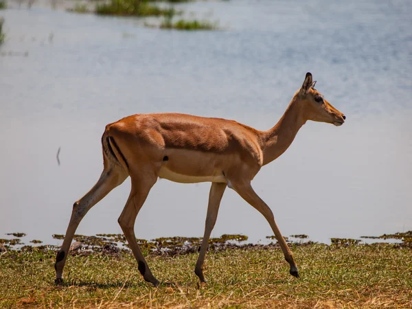 Impala ที่หลุมน้ํา — ภาพถ่ายสต็อก