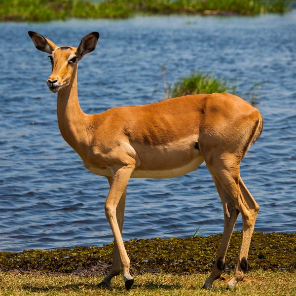 Impala en el abrevadero —  Fotos de Stock