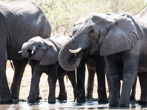 Elefantes em Water Hole — Fotografia de Stock