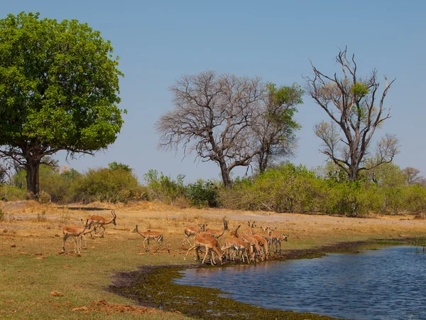 Impala kudde — Stockfoto
